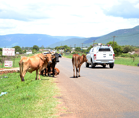 Nzhelele stock farmers warned about stray animals