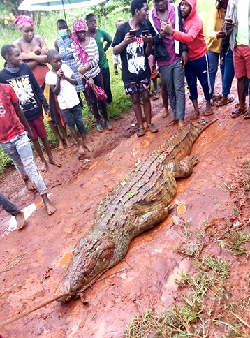 “There's a crocodile lurking in the bush”