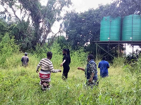 Locusts infestation offers income opportunities