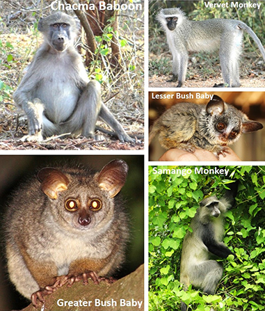 Public help needed again for primate conservation