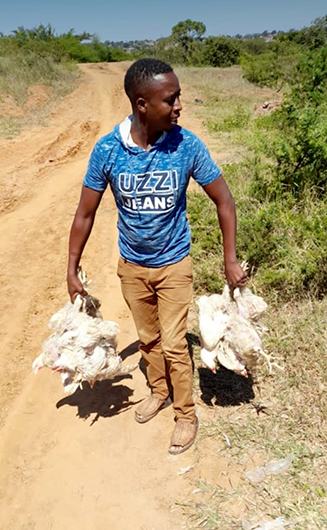 Dididi residents surprised by chickens coming from “nowhere”