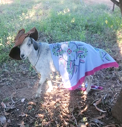 Man told to “marry” goat he had raped