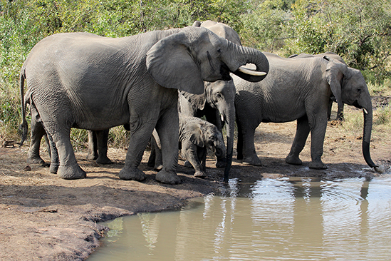 Residents live in fear of roaming elephants
