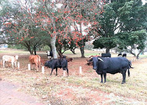 'Why can we not slaughter stray cattle in town centre'