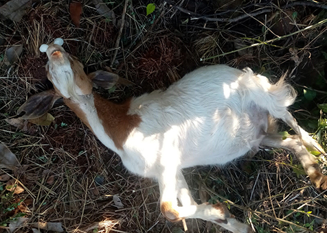 Feud between cousins over goats causes rift in family