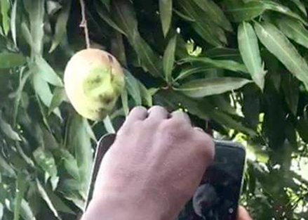 'There's no mango here with a face'