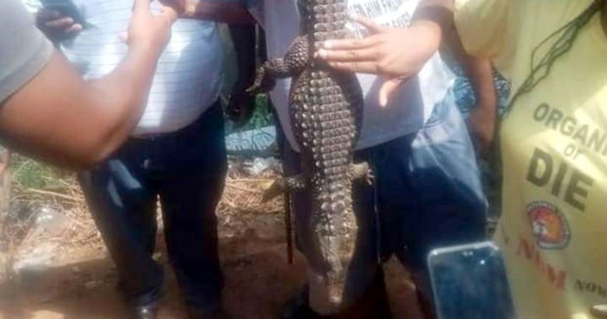 Matswale residents warned to look out for stray crocodiles