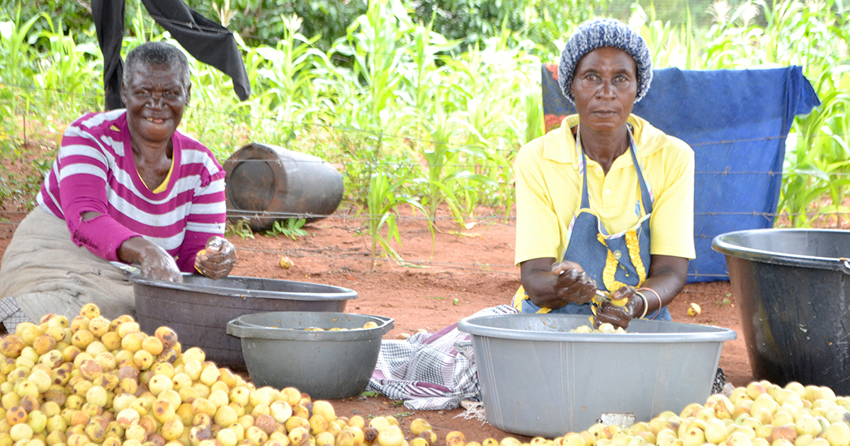 Marula season provides income for rural women