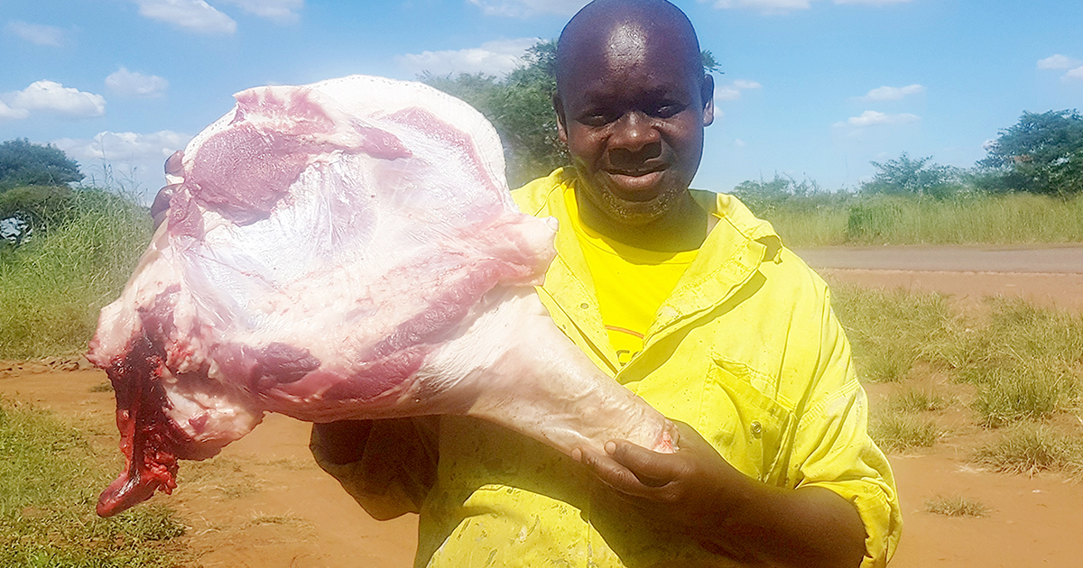 Rudzani's piglets provide more than just food