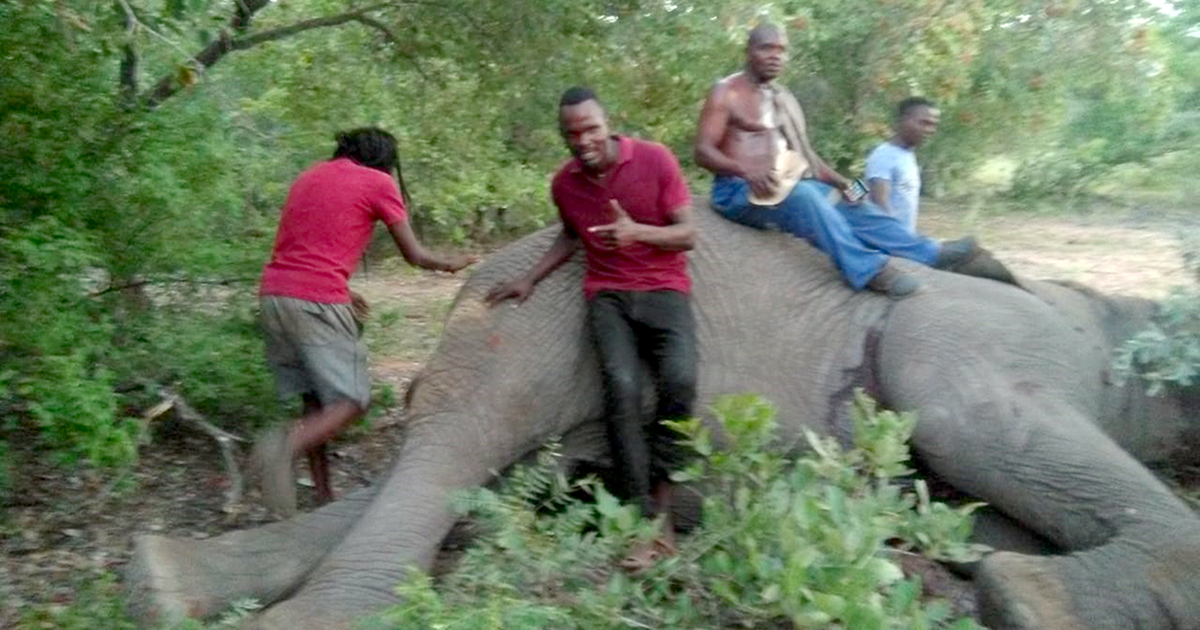 Musunda villagers feel threatened by stray elephants