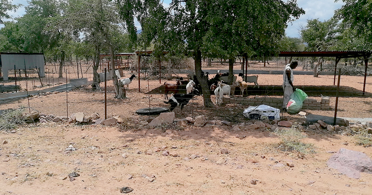 Return goat-project to the people, say Musekwa community