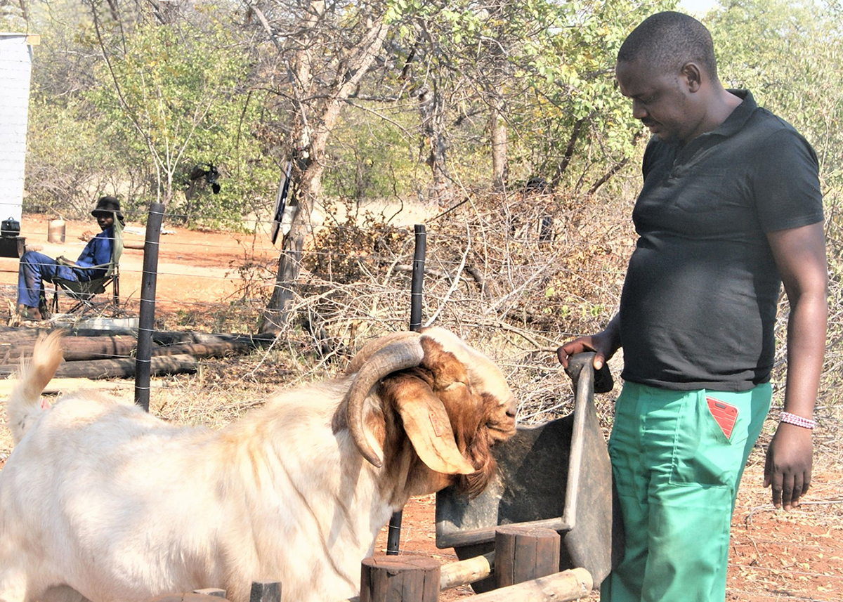 Ncube defies the odds and becomes a goat stud farmer