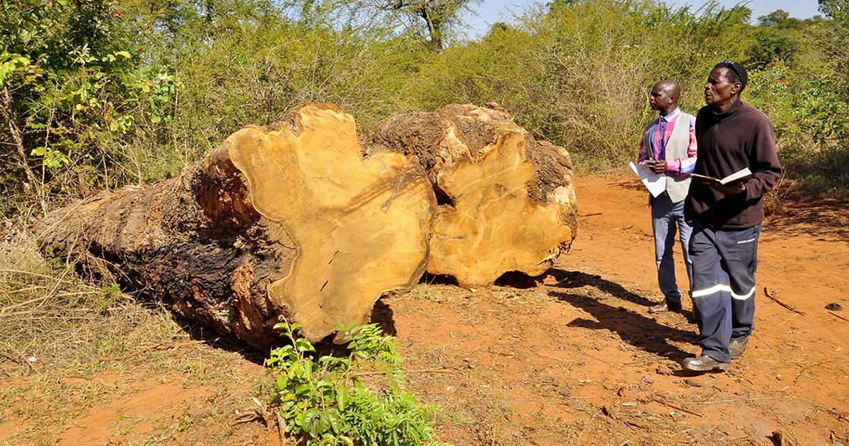 Meeting over illegal tree cutting disrupted by 'troublemakers'