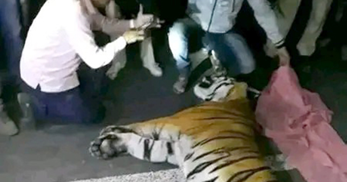 Man kills raging 'leopard' with bare hands, but perhaps not