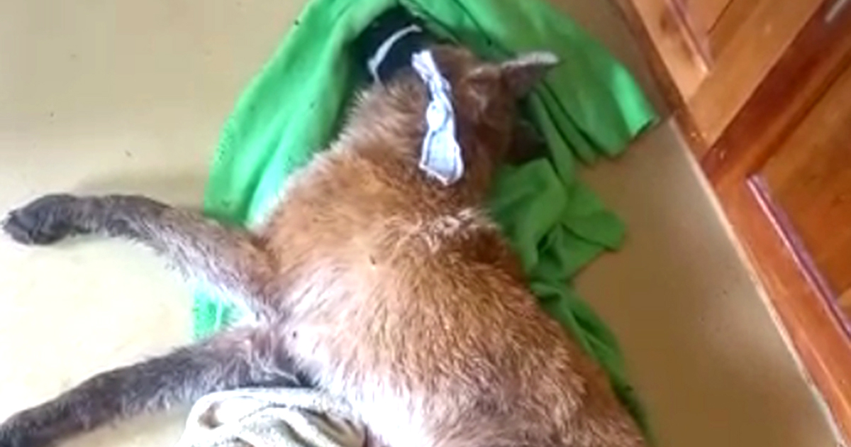 Deadly rabies outbreak warning