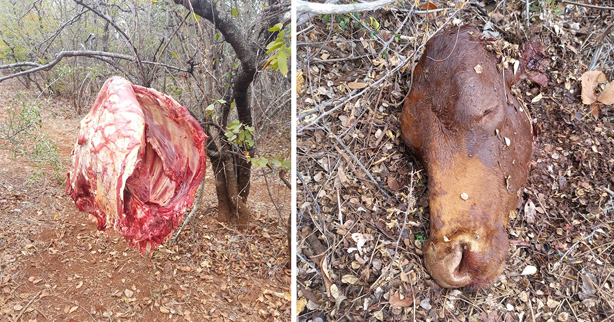 Stock thieves prey on Niani farmers