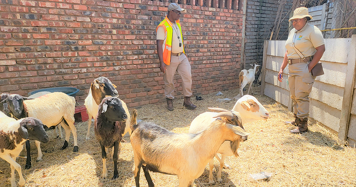Businesspeople fined for keeping goats and sheep in CBD