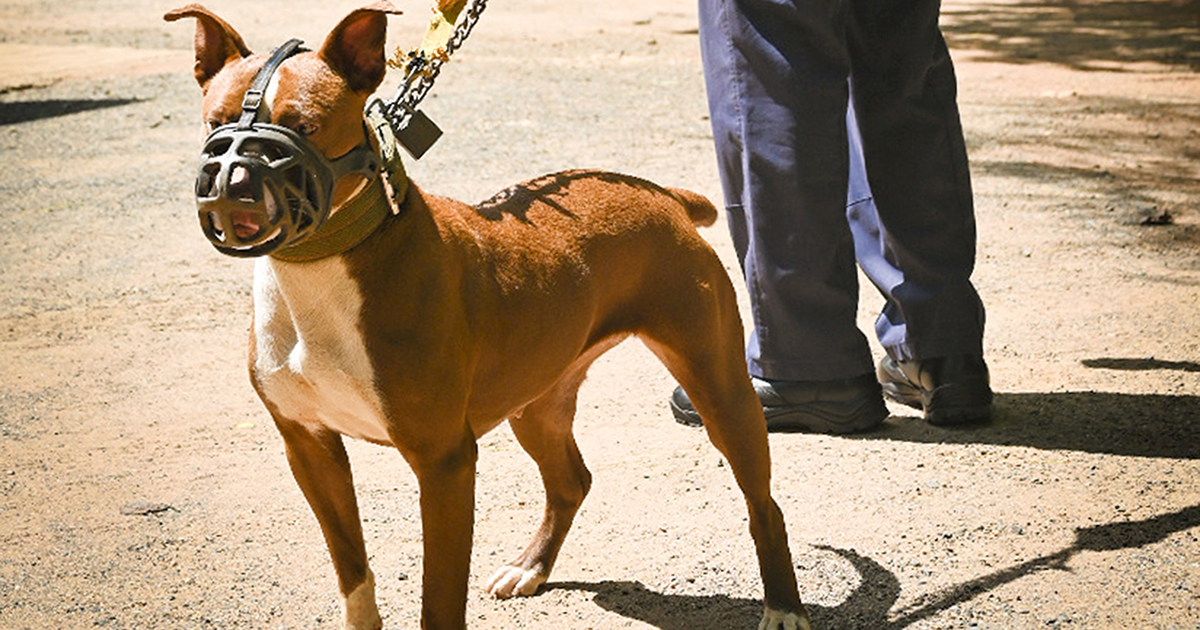 Hundreds of Pitbulls surrendered and killed out of fear