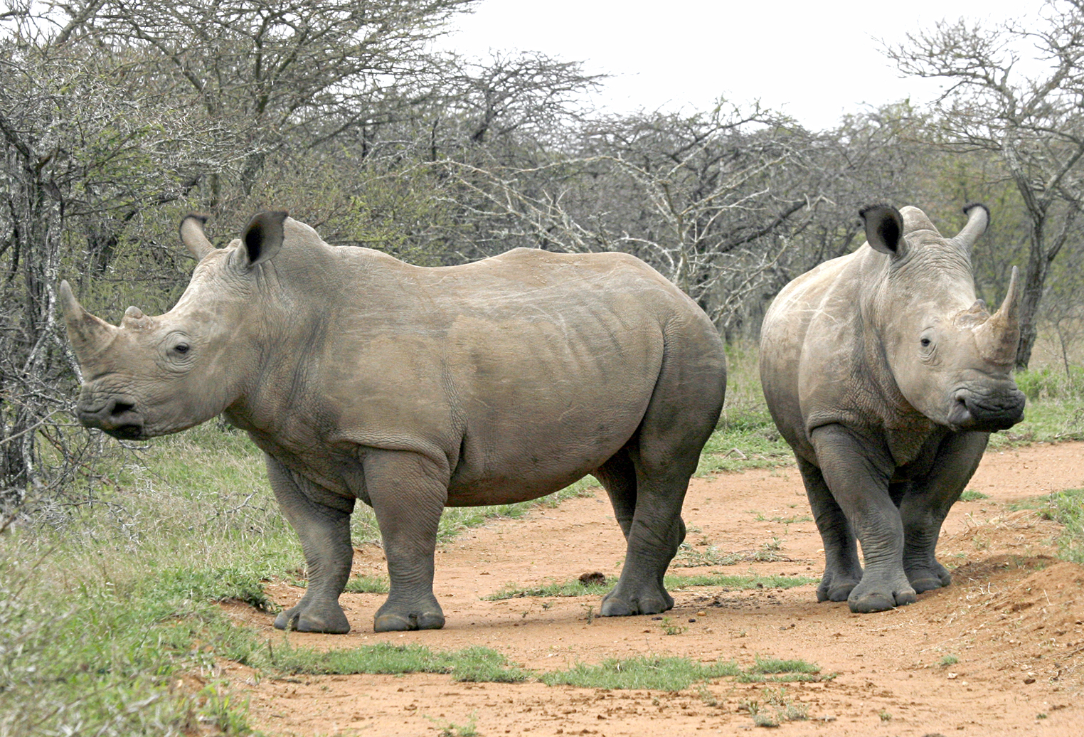 Rhino poacher gets four more years after appeal