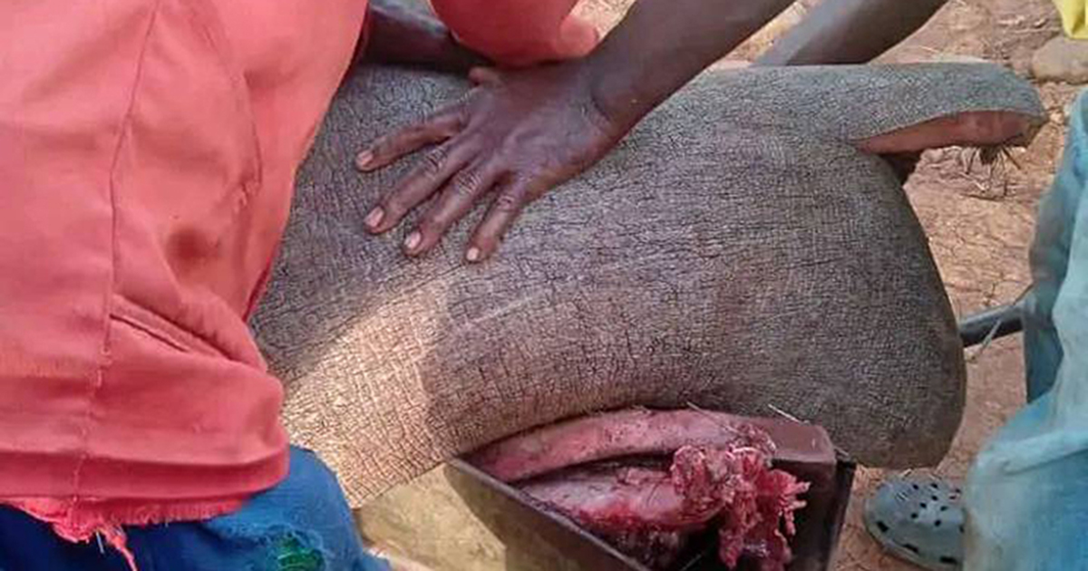 Troublesome hippo turned into happy hippo meal for villagers