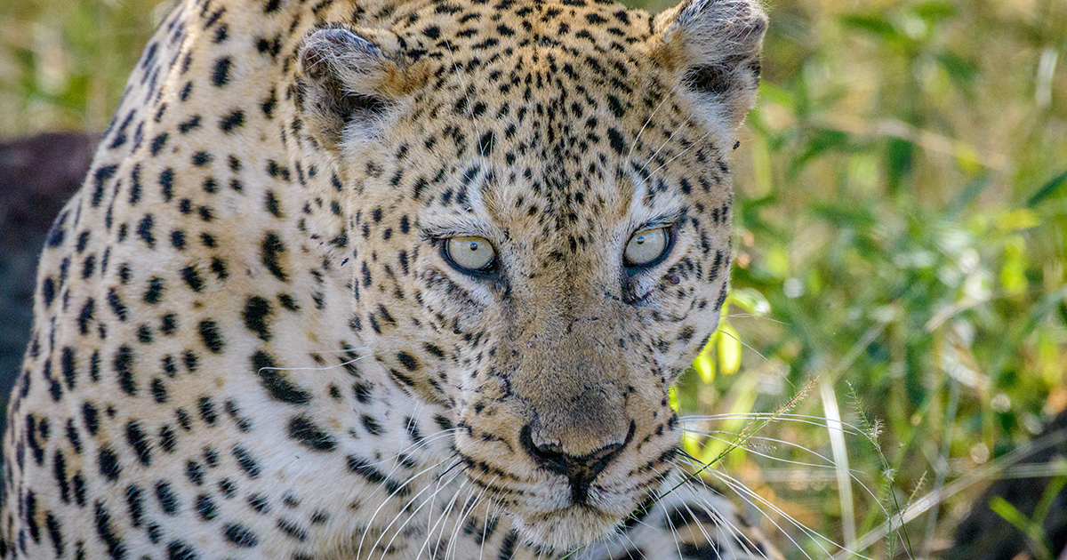 No reason to panic about leopard sighting outside Louis Trichardt