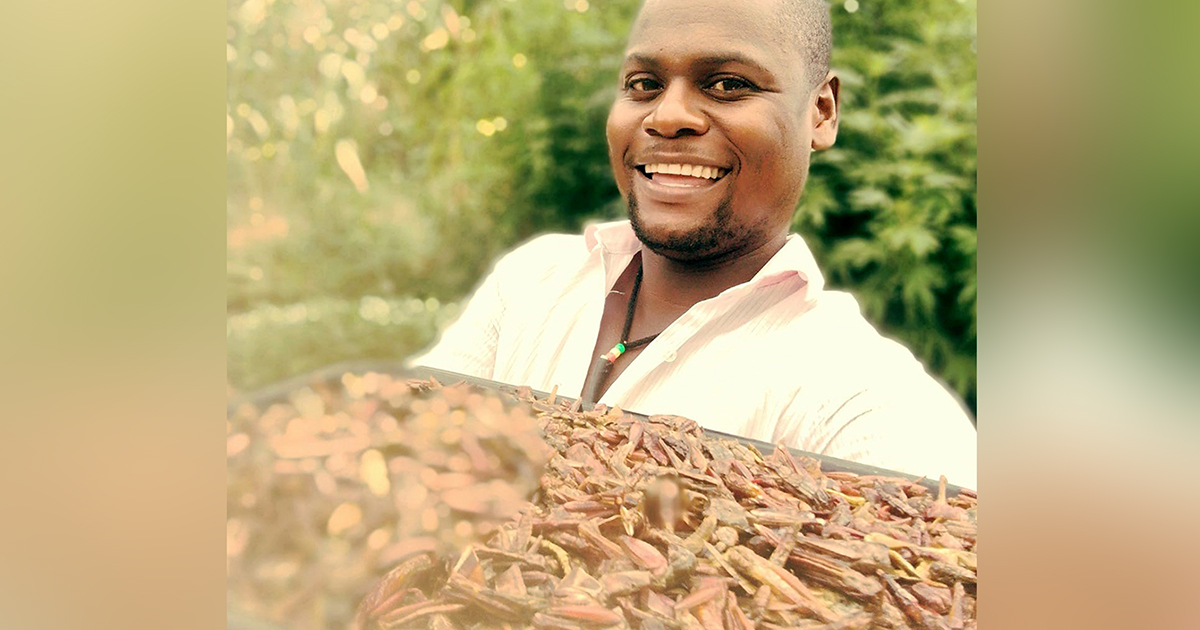 Delicious locusts and grasshoppers now secures income for Maanda