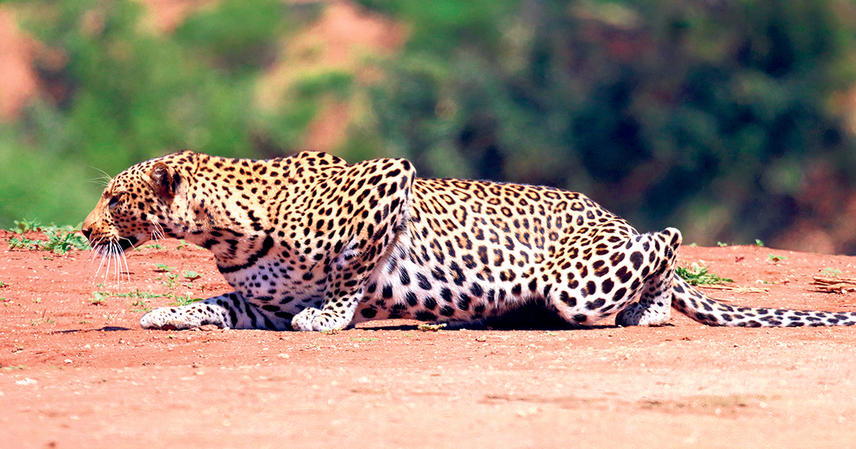 U vhonala ha Nngwe zwi sumbedza dzi tshe na haya Soutpansberg.