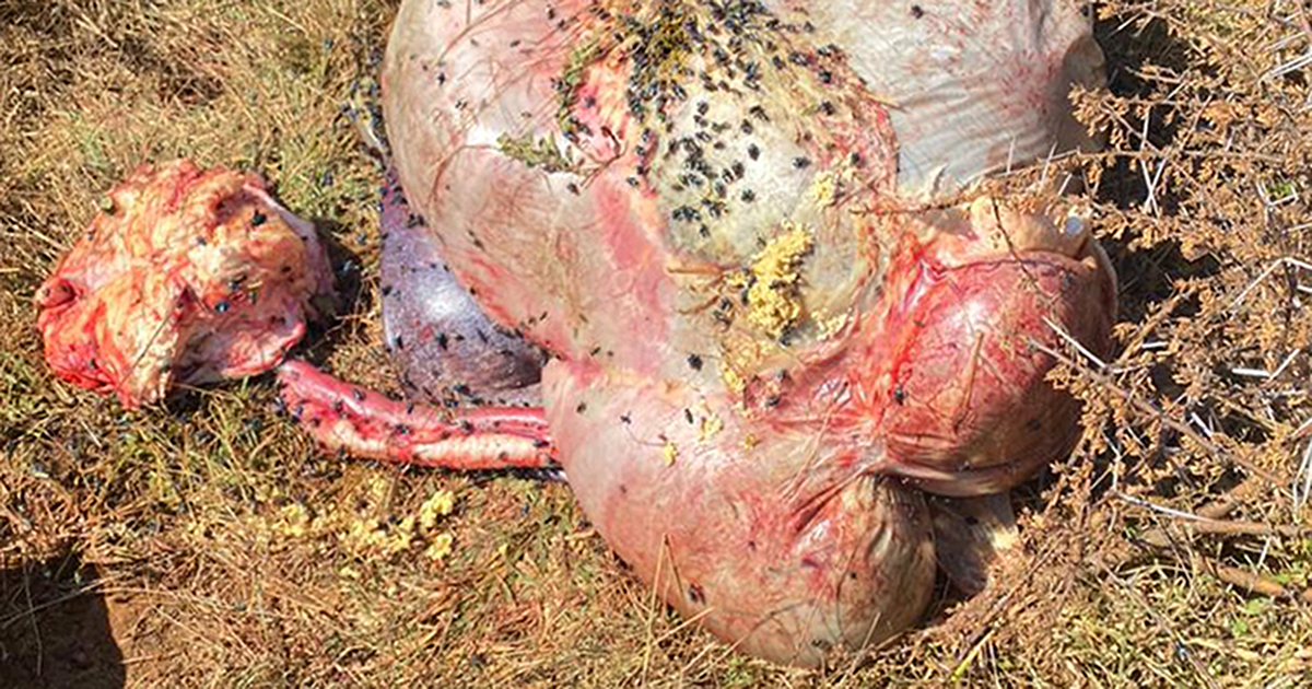 Local cattle farmer devastated about  butchered cows