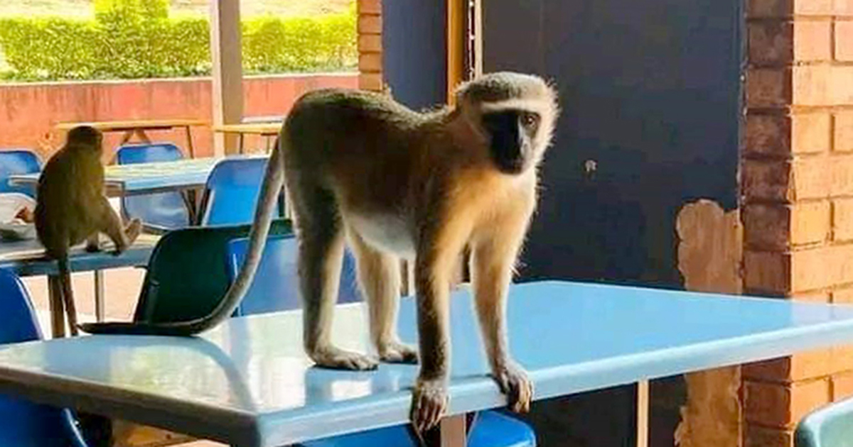 Monkeys run amok at Univen and attack staff members
