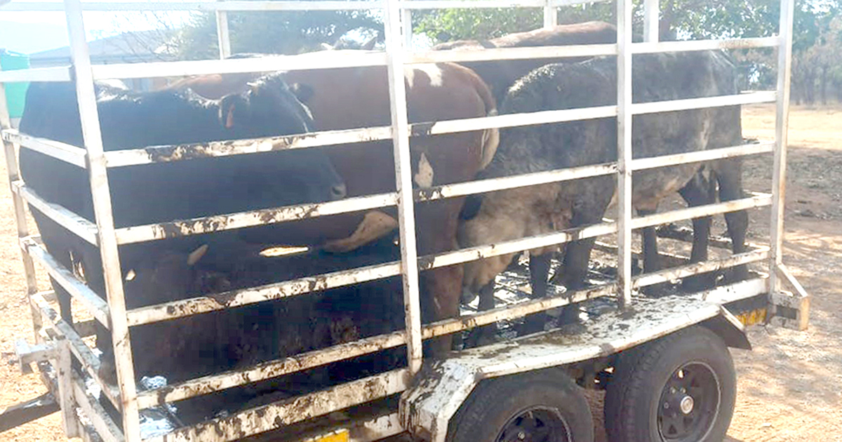 Arrest of alleged stock theft kingpin brings hope to Vhembe farmers
