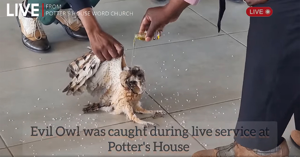 Watch: Owl tortured 'in the name of Jesus'