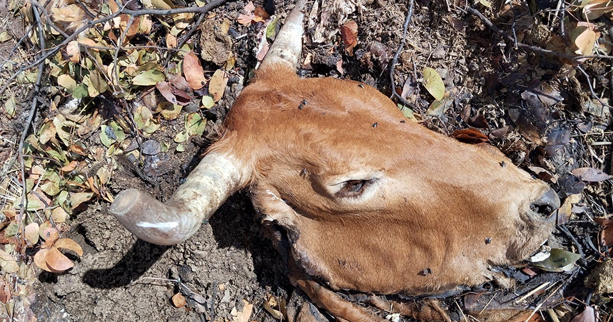 Livestock farmers up in arms about continued slaughtering