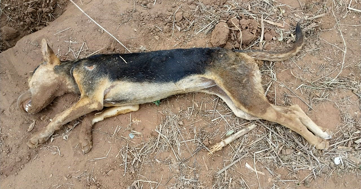 Mmbwa dza u fhira mahumi mavhili dzo shelelwa mulimo.