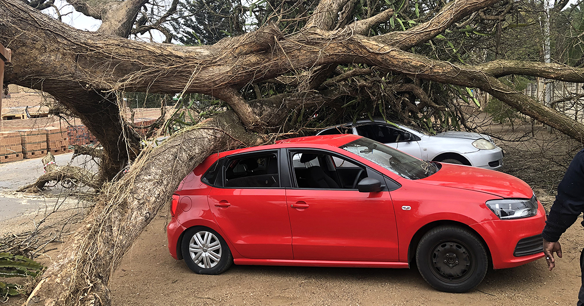 Falling tree crushes two cars