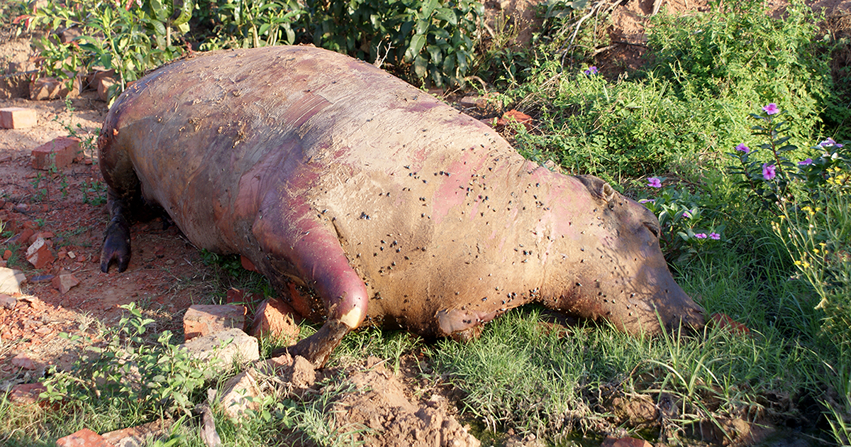 Tshilamba farmers upset after cow drowns in open sewage hole