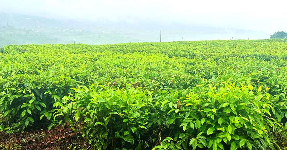 The end of the line for once blooming Tshivhase Tea Estate?