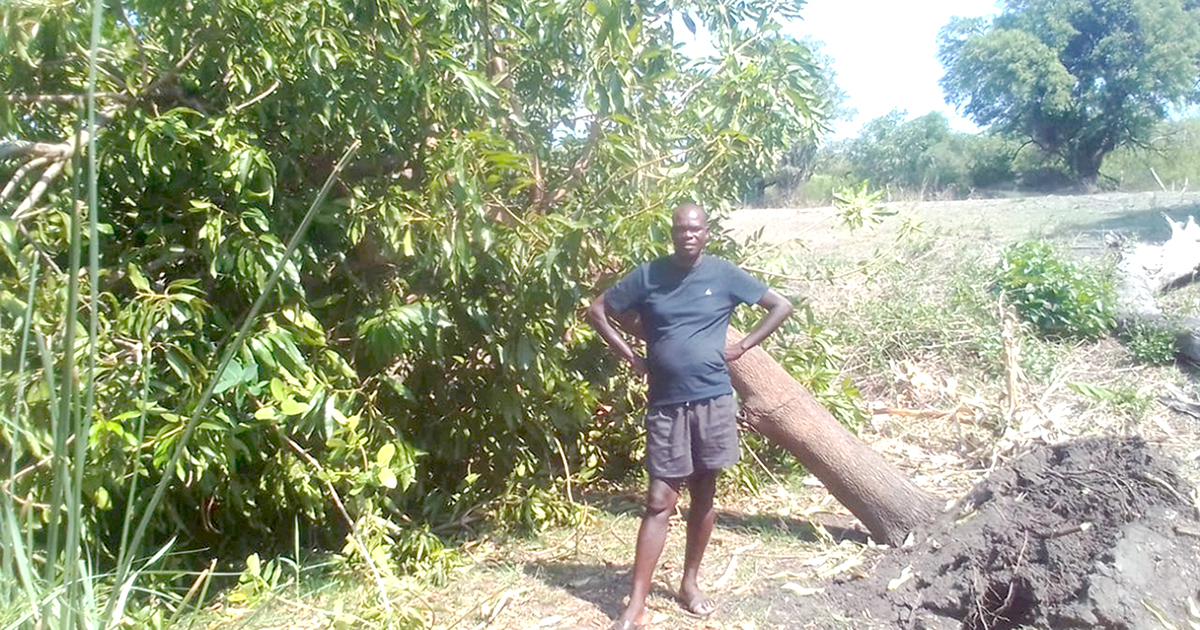 Stray elephants come round again to destroy orchards
