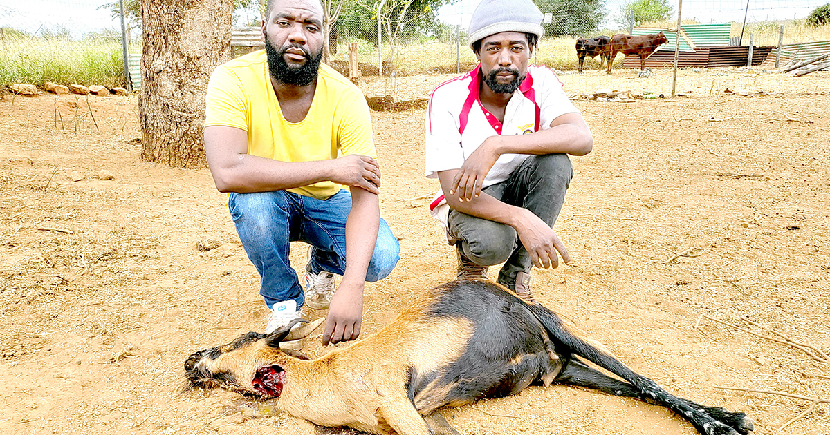 Stock thieves point firearm at goat farmer