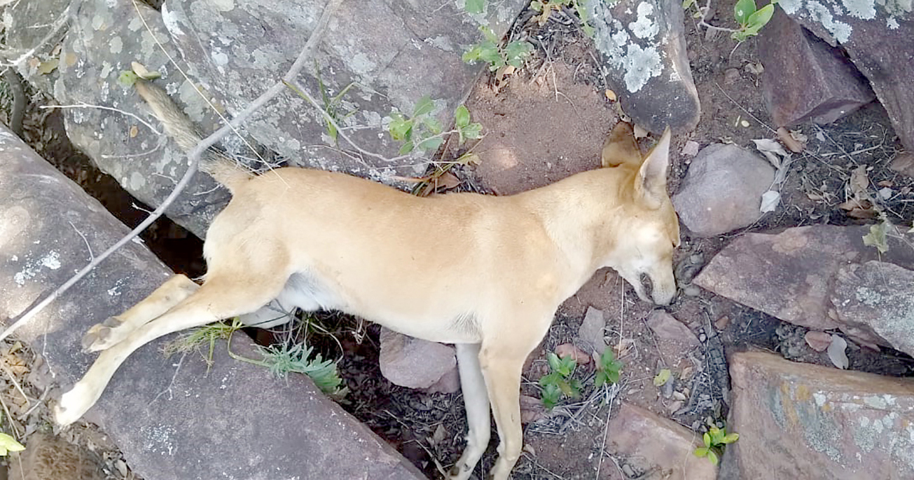 Anger and fear as dogs are poisoned at Mafukani