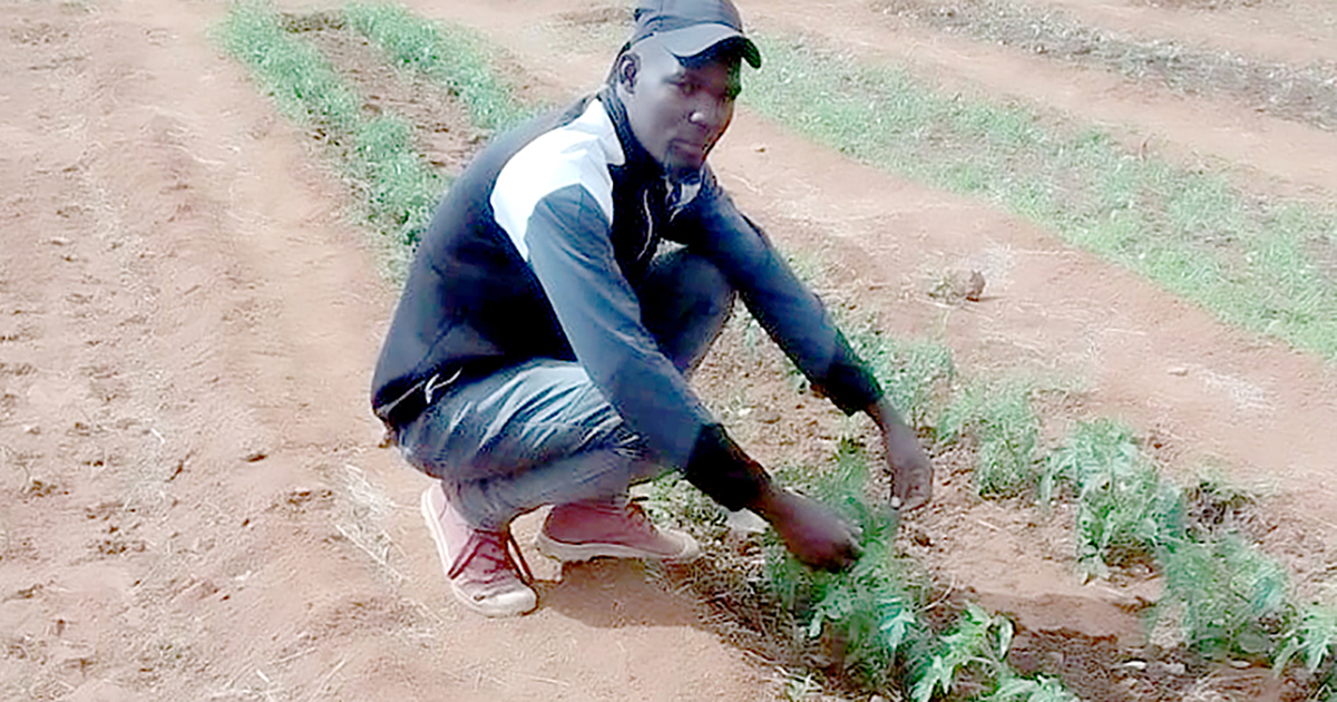 Engineering graduate now finds solace in farming