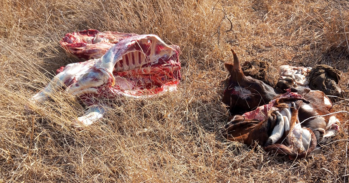 Concern over increase in stock theft cases in Sinthumule/Kutama