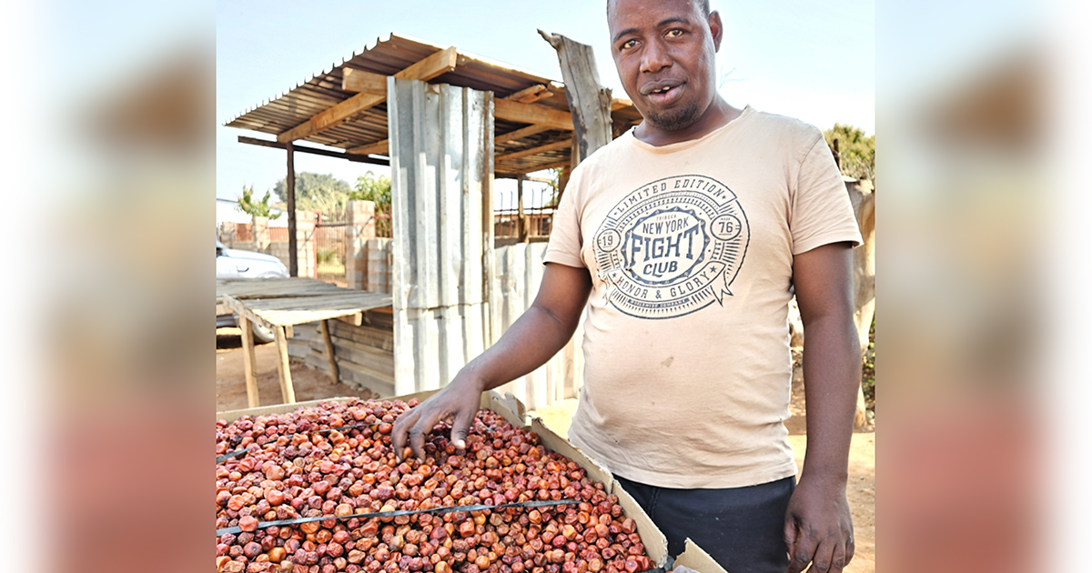 Moyo starts a new life by selling his jujube