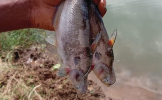 Why did Nandoni's fish suddenly die?