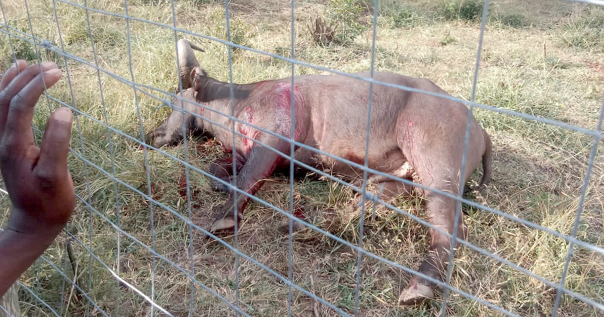 Meaty feast for residents of Dididi as four buffaloes are put down
