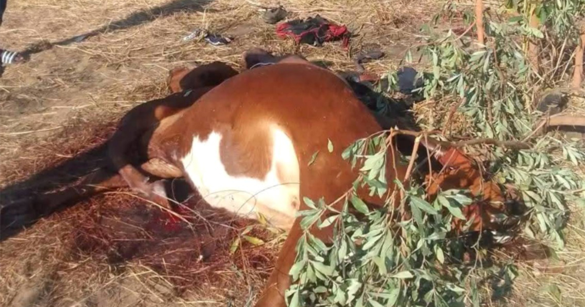 Frustrated Vhembe farmers take law into their own hands
