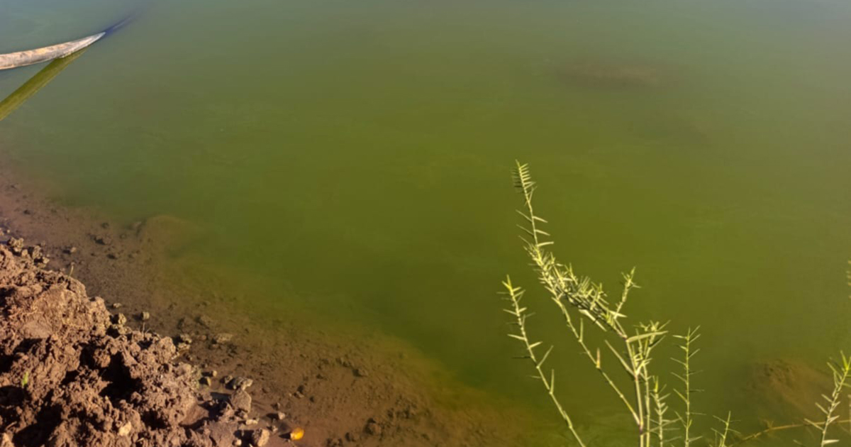 WATCH: Limpopo River turns green, sparking pollution fears