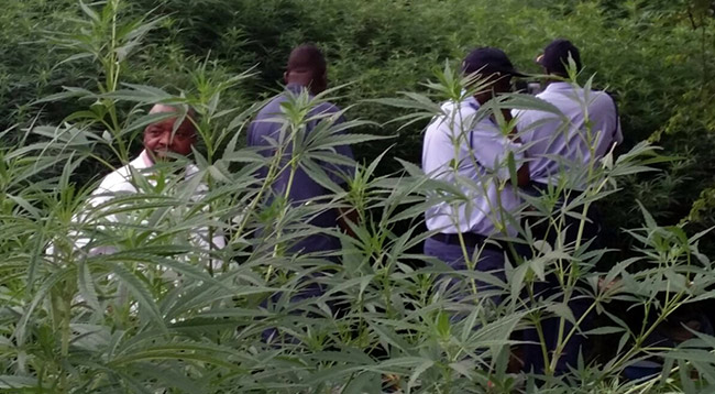 Millions worth of dagga go up in cloud of smoke