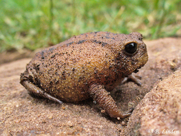 Become a Vhembe citizen scientist