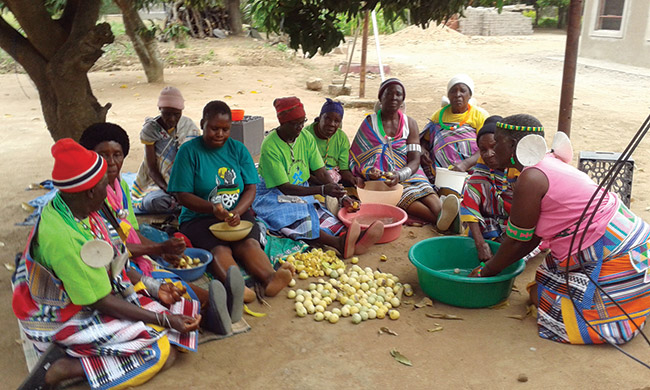 Festivities to honour the humble marula