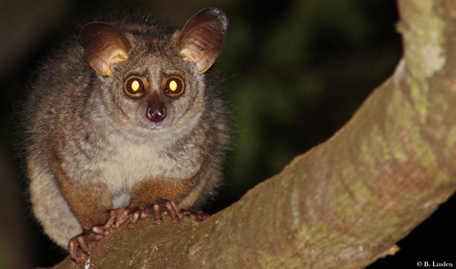 Not the tokoloshe merely a bushbaby